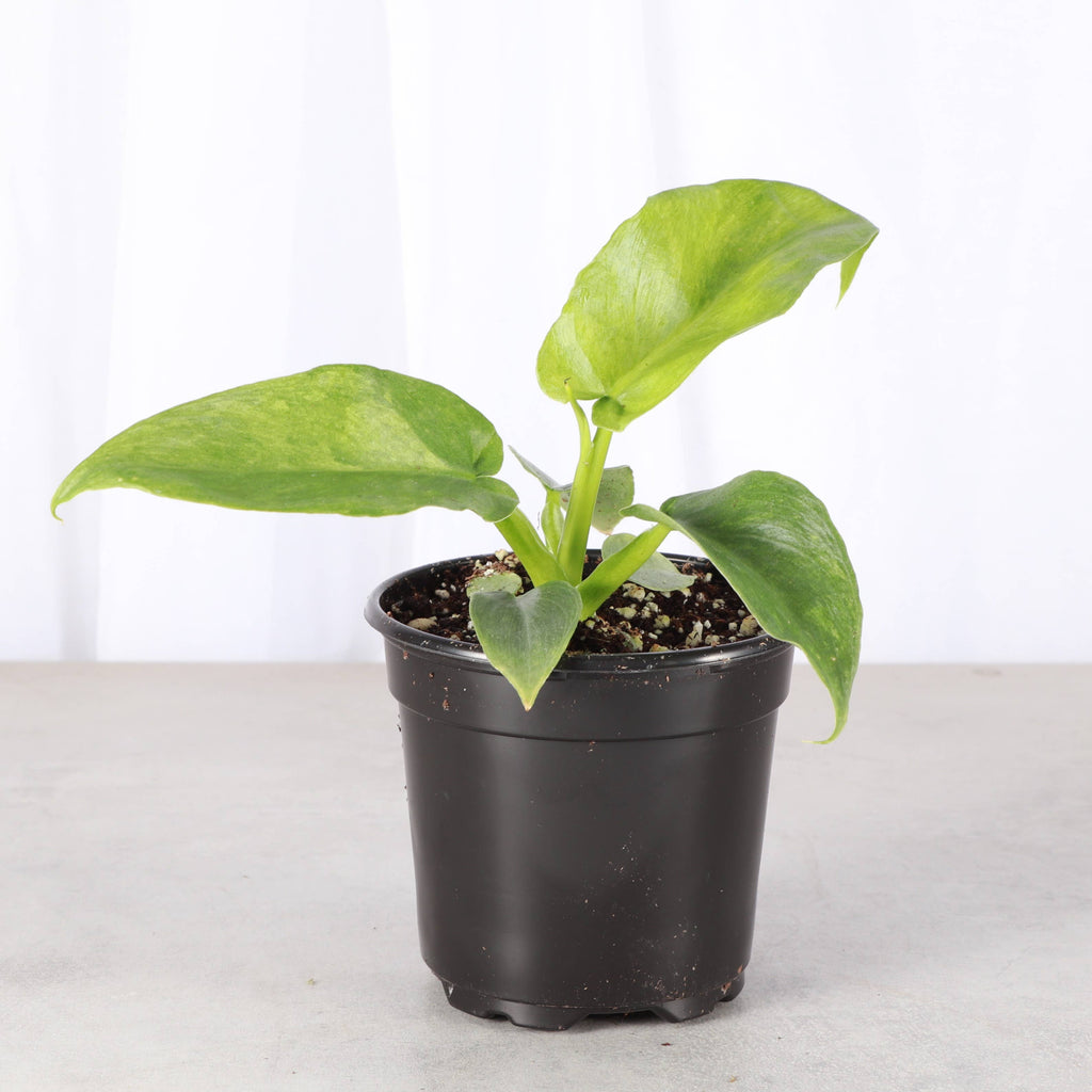 Philodendron Bob Cee Variegated - 4" Live Plant - Rare