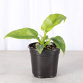 Philodendron Bob Cee Variegated - 4" Live Plant - Rare