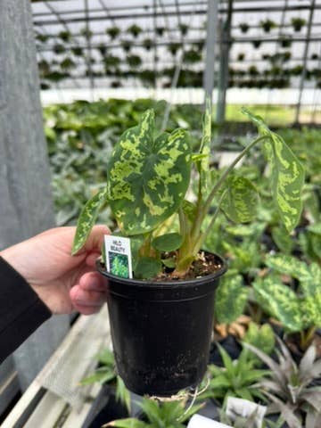 Alocasia Hilo Beauty - 4" Pot
