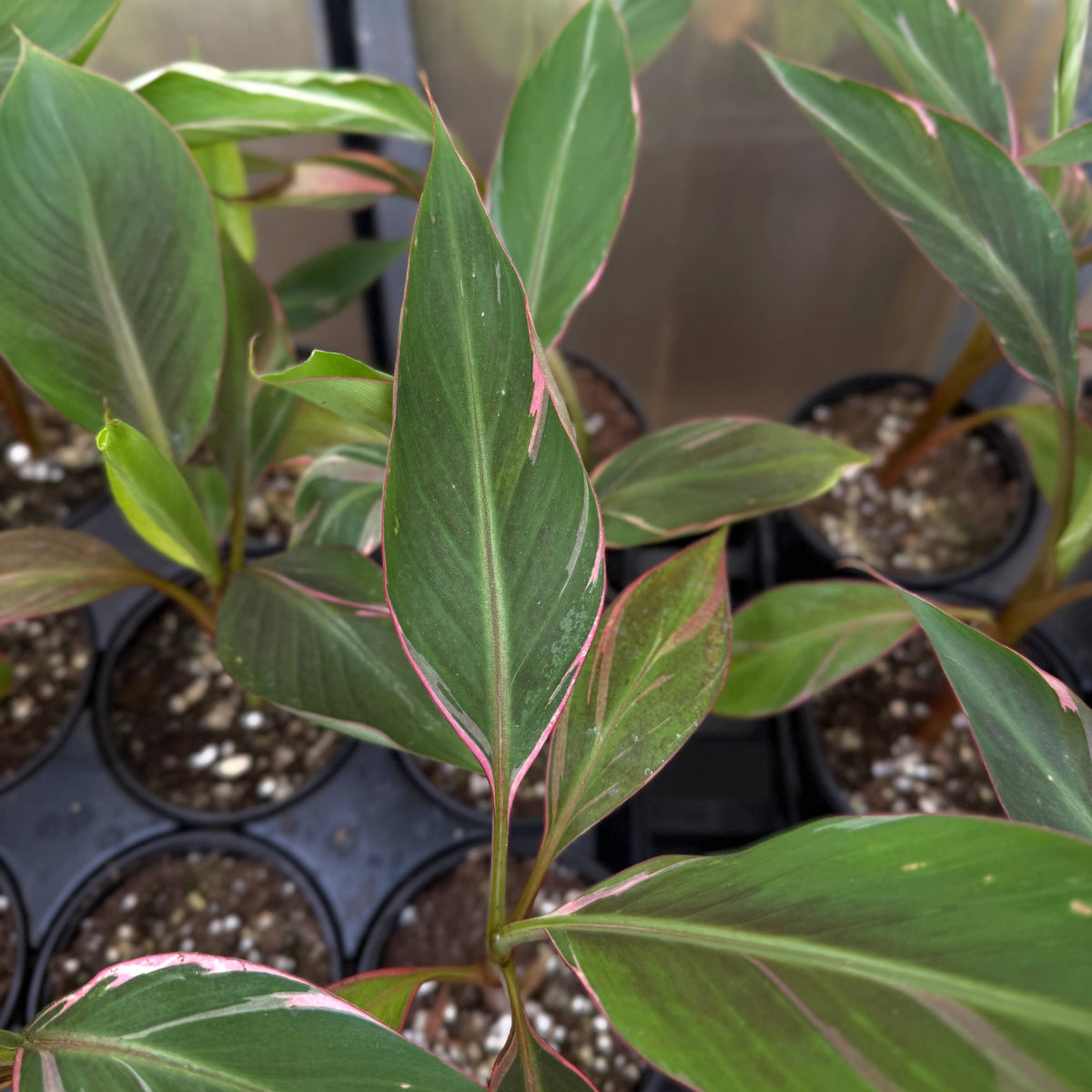 Pink Variegated Banana - Musa Nono Specimen - 4" Live Plant