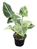 Syngonium Scrambled Egg 4in Grow Pot