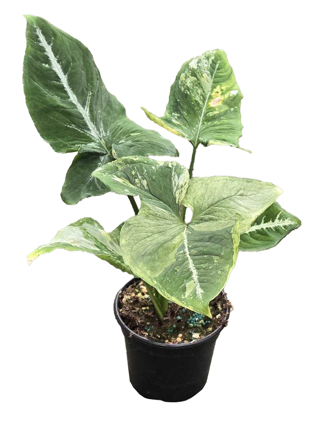 Syngonium Scrambled Egg 4in Grow Pot
