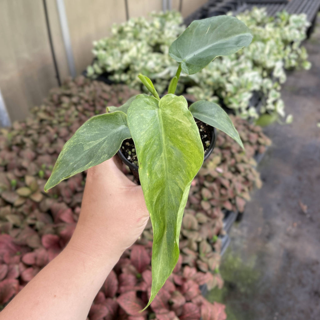 Philodendron Bob Cee Variegated - 4" Live Plant - Rare