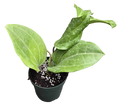 Hoya Sarawak 4in Grow Pot