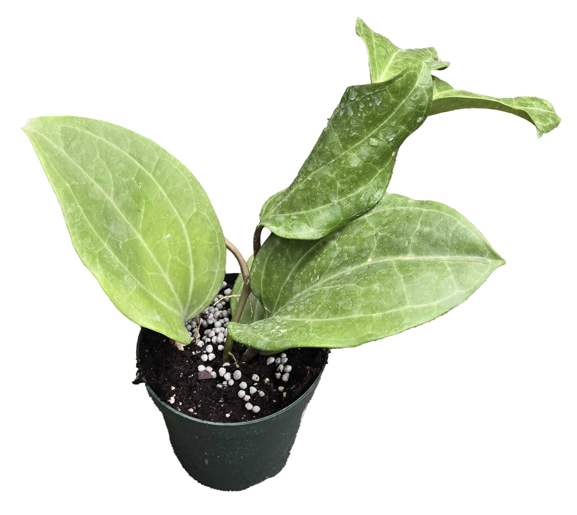 Hoya Sarawak 4in Grow Pot