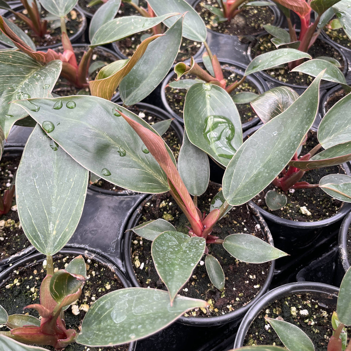 Kunzo bred Pink Philodendron Birkin - Live Plant - Rare