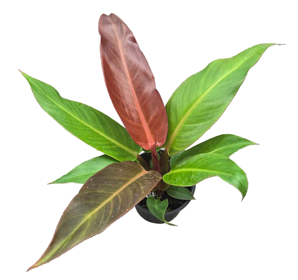 Philodendron Red Sun 4 inch Grower Pot