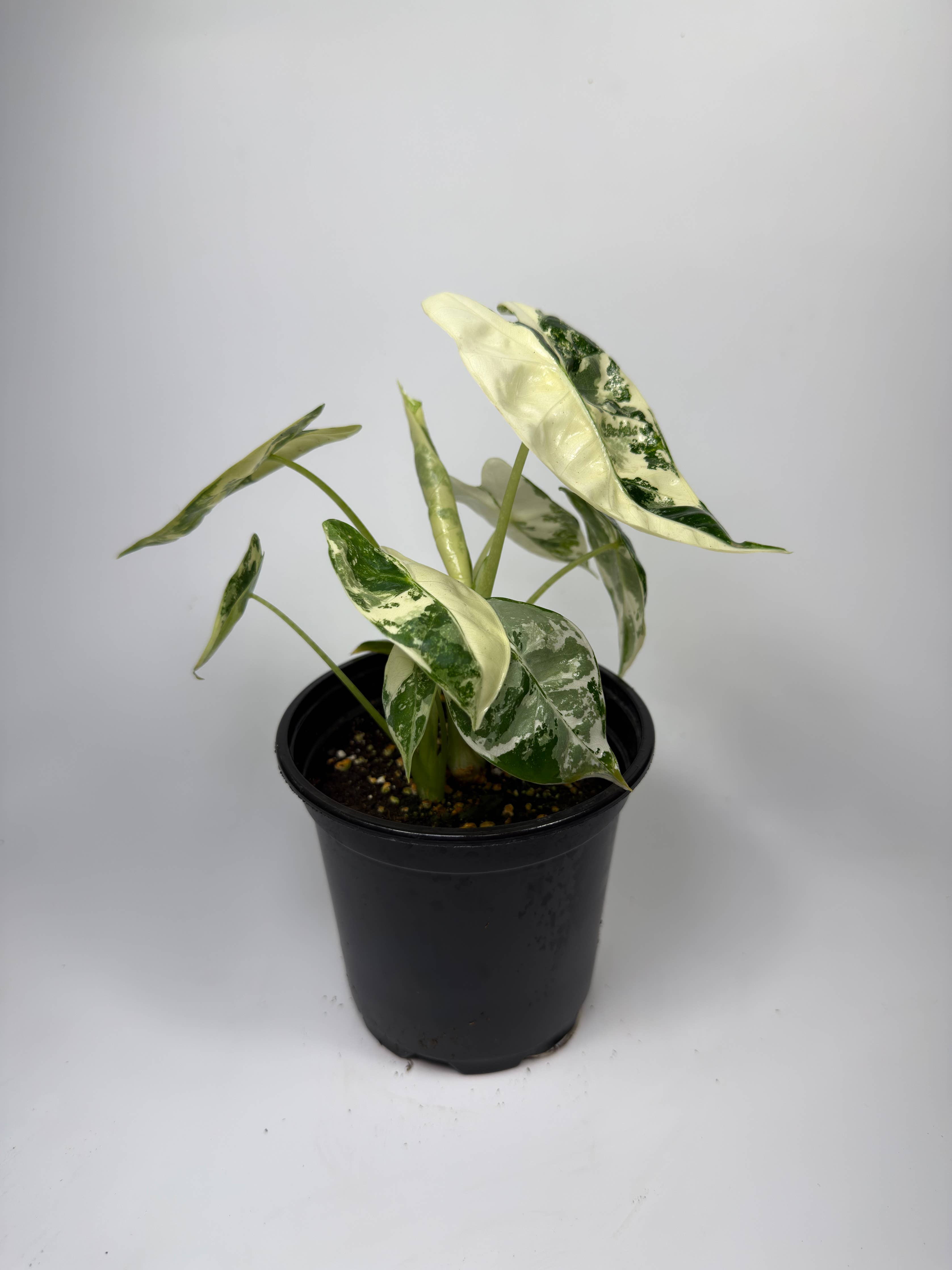 Alocasia Variegated Frydek - 4" Pot