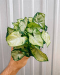 4" Syngonium 'White Pixie'