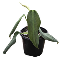 Philodendron Gigas 4in Grow Pot