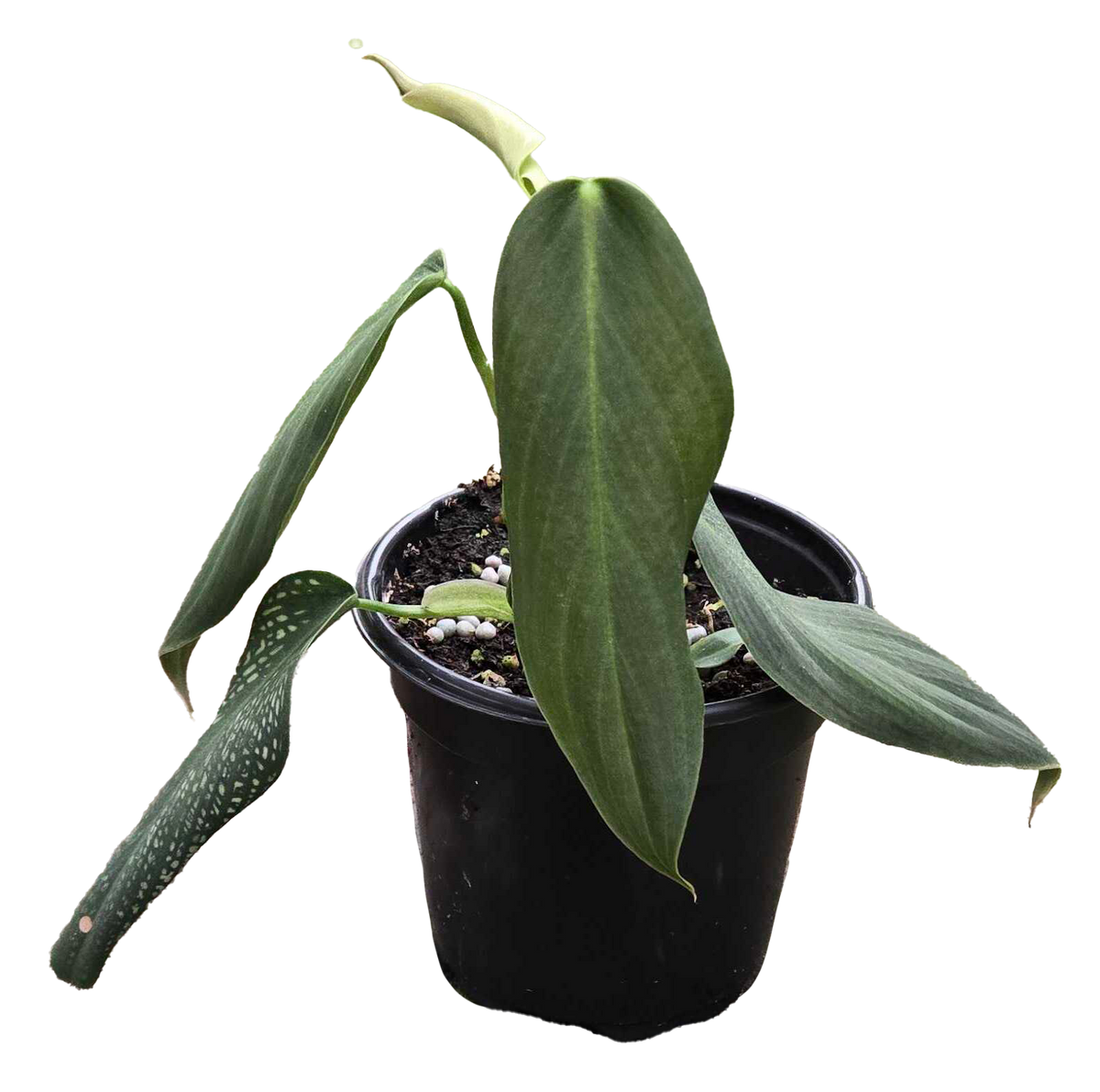 Philodendron Gigas 4in Grow Pot