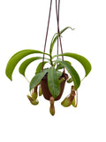 4" Nepenthes - Assorted
