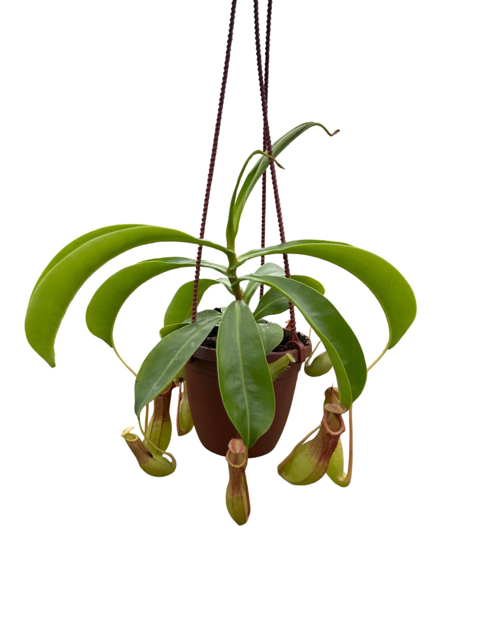 4" Nepenthes - Assorted