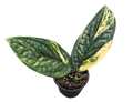 Monstera Peru Variegated 4in Grow Pot