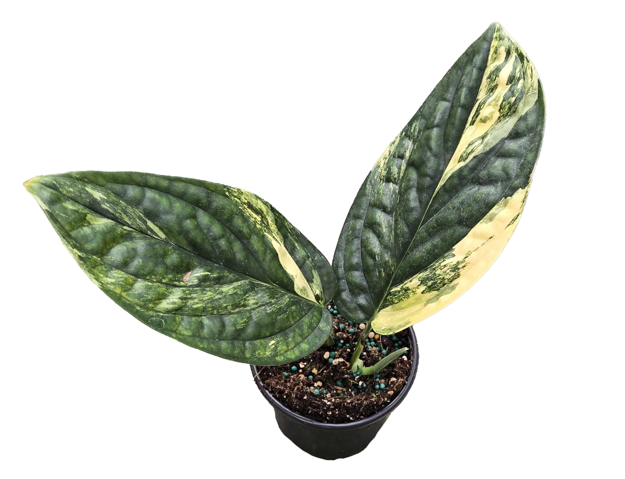 Monstera Peru Variegated 4in Grow Pot