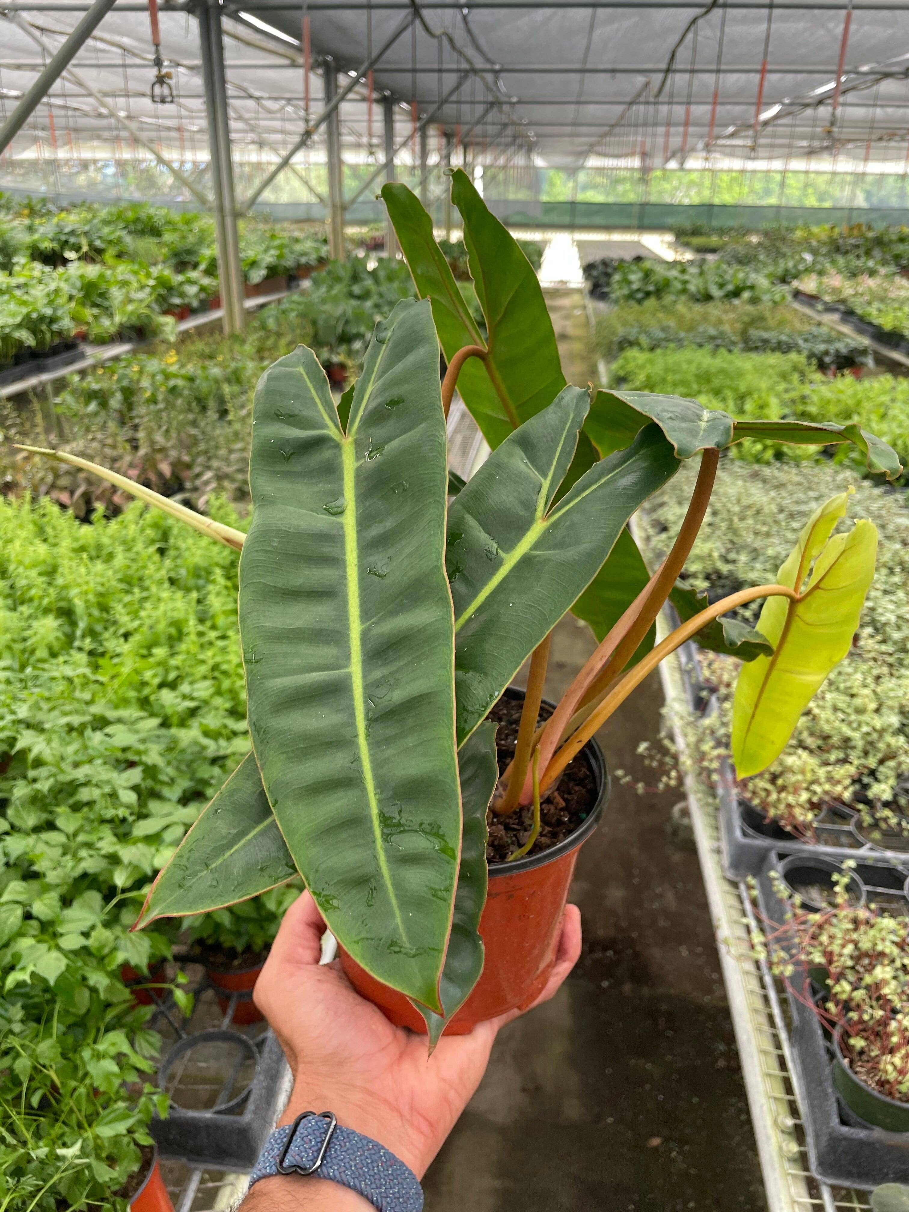 Philodendron 'Billietiae' - 6" pot