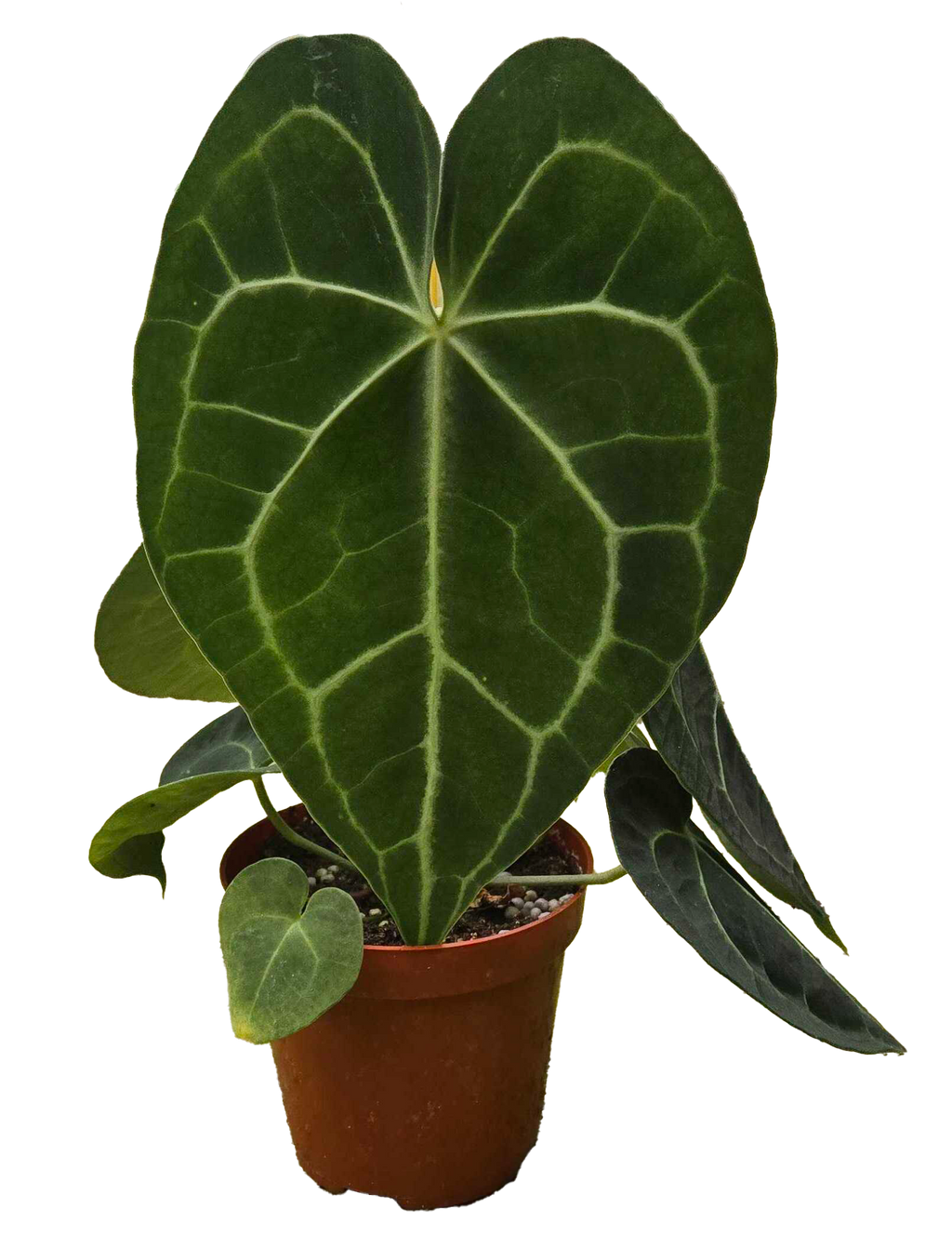 Anthurium Clarinervium 4 inch Grower Pot