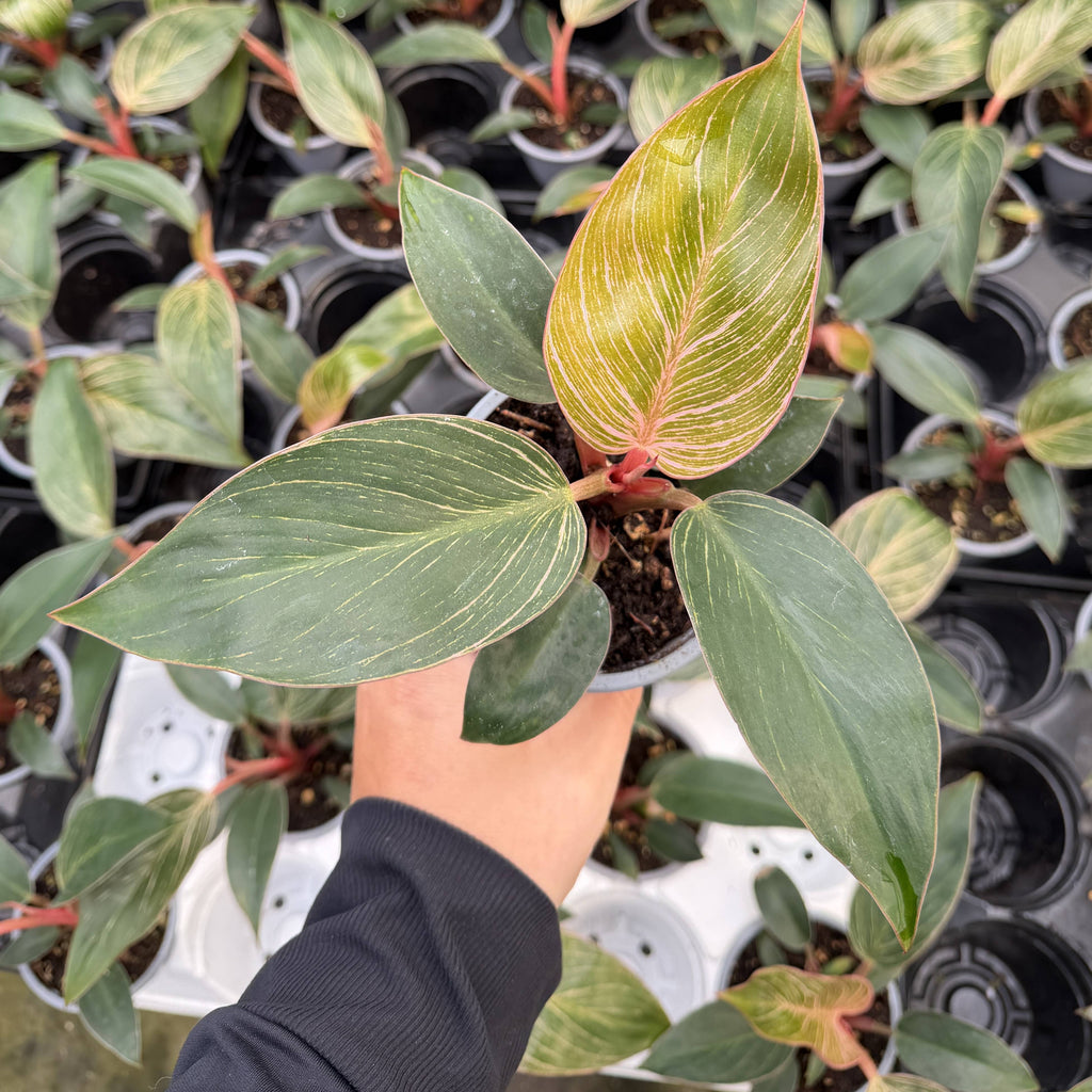 Kunzo bred Pink Philodendron Birkin - Live Plant - Rare