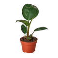 Philodendron 'Congo Rojo' - 4" Pot