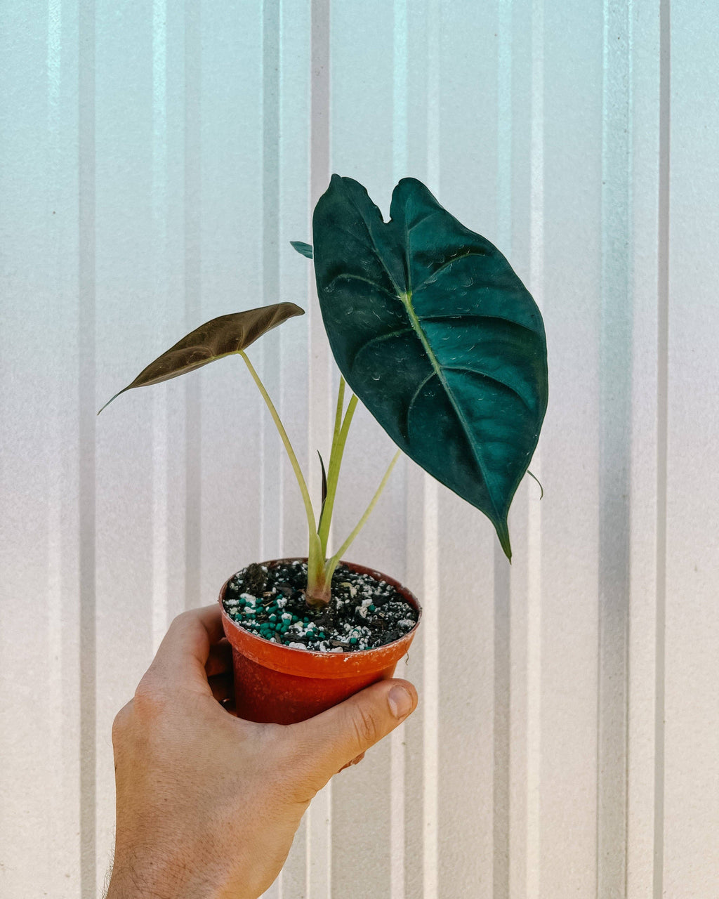 6” Alocasia 'Golden Bone'