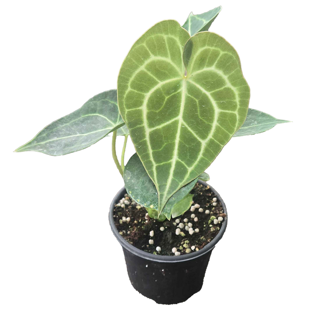 Anthurium Clarinervium 4 inch Grower Pot