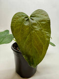 Anthurium 'Queen of Hearts' - 4" Pot