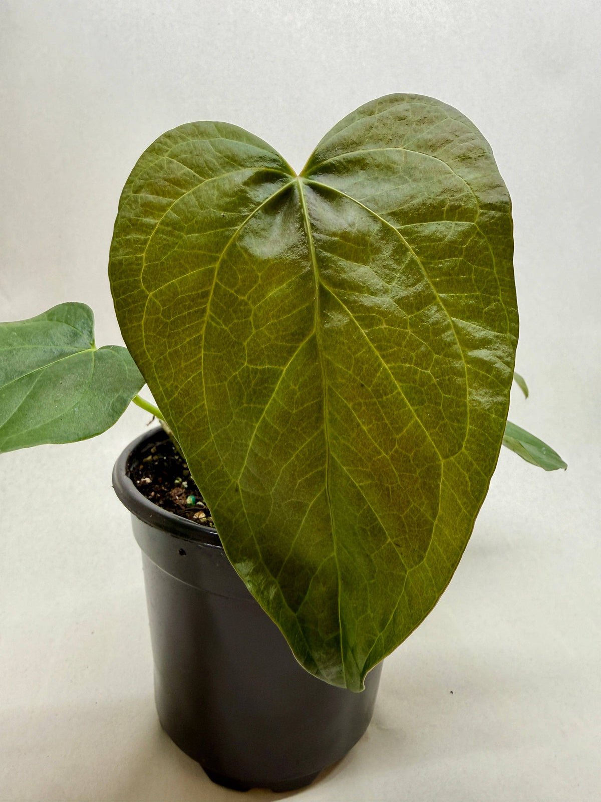 Anthurium 'Queen of Hearts' - 4" Pot