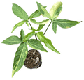 Syngonium Angustatum Aurea