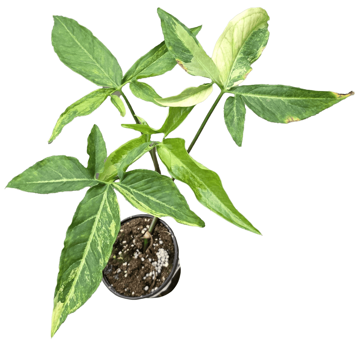 Syngonium Angustatum Aurea