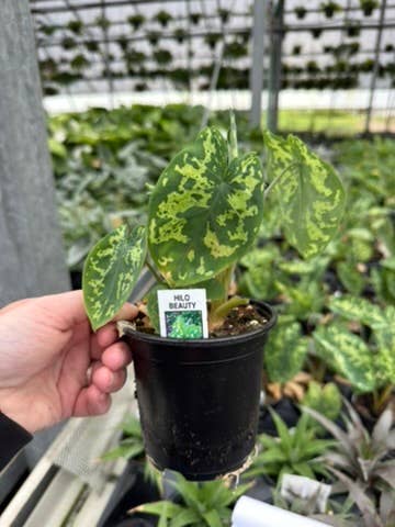 Alocasia Hilo Beauty - 4" Pot