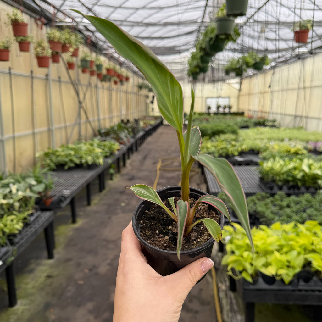 Pink Variegated Banana - Musa Nono Specimen - 4" Live Plant