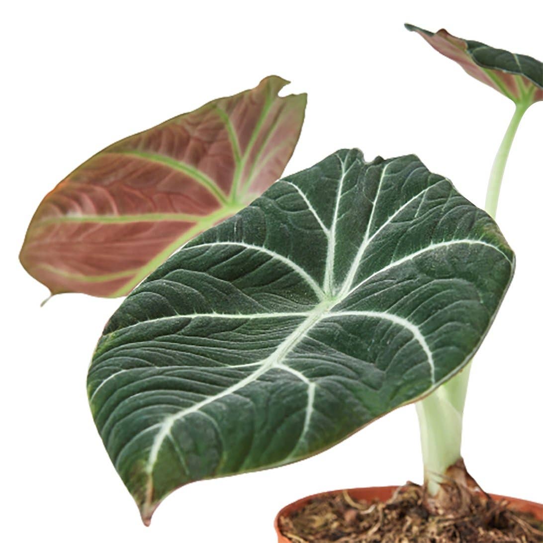 ALOCASIA BLACK VELVET 4-inch