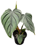 Philodendron Colombia  4in Grow Pot
