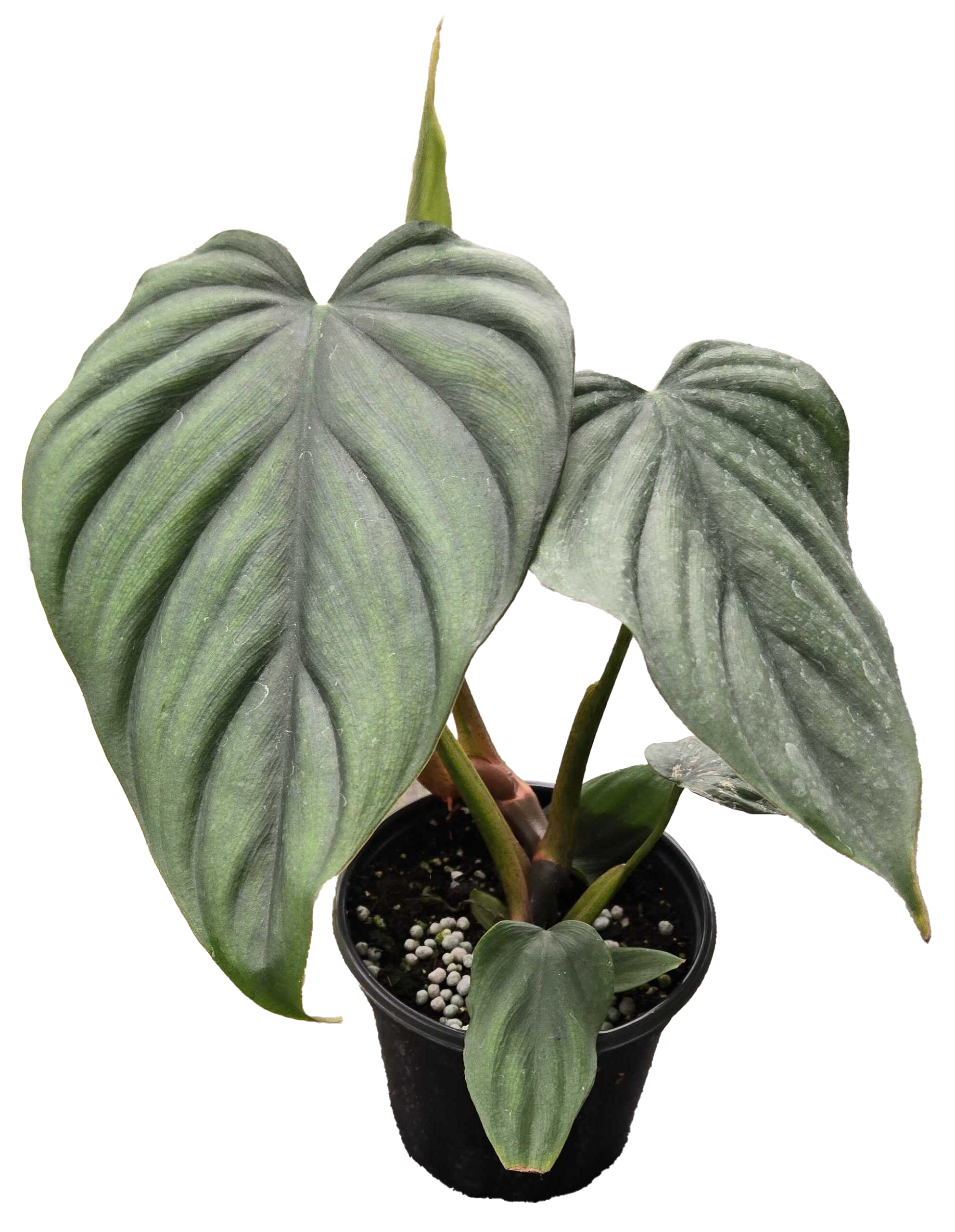 Philodendron Colombia  4in Grow Pot