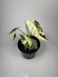 Alocasia Variegated Frydek - 4" Pot