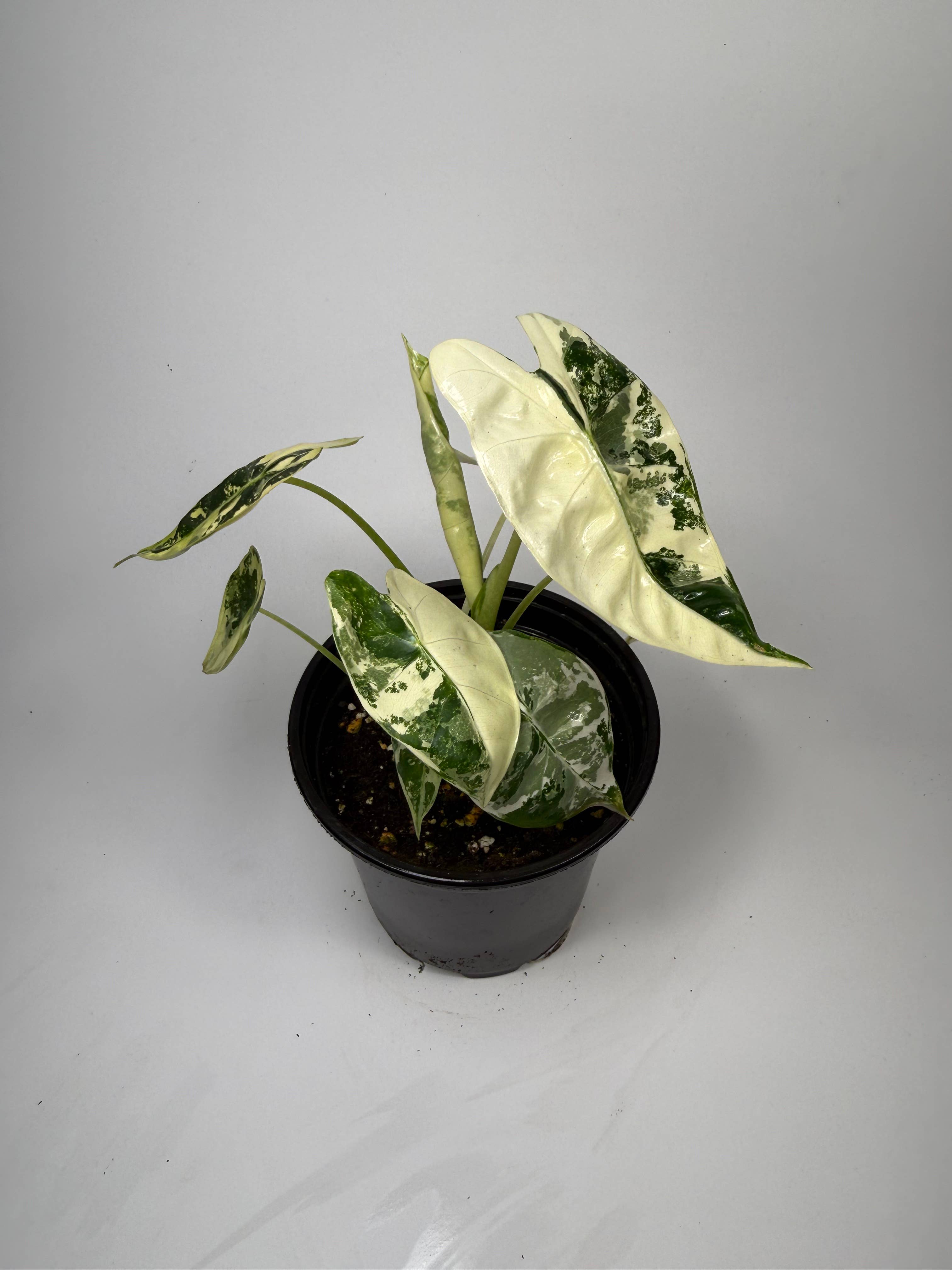 Alocasia Variegated Frydek - 4" Pot