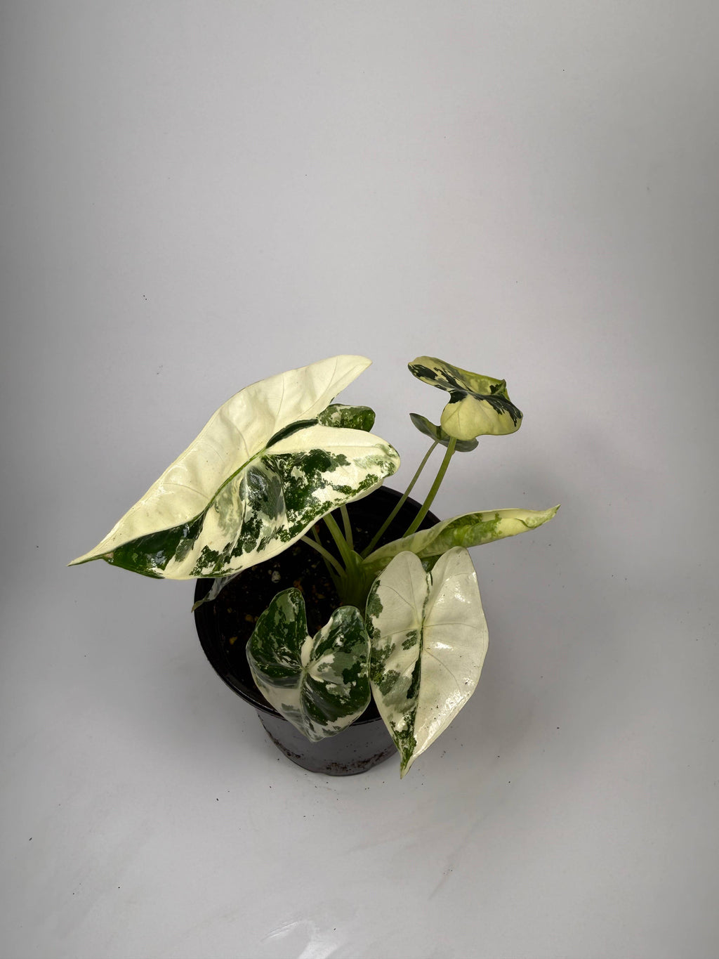 Alocasia Variegated Frydek - 4" Pot