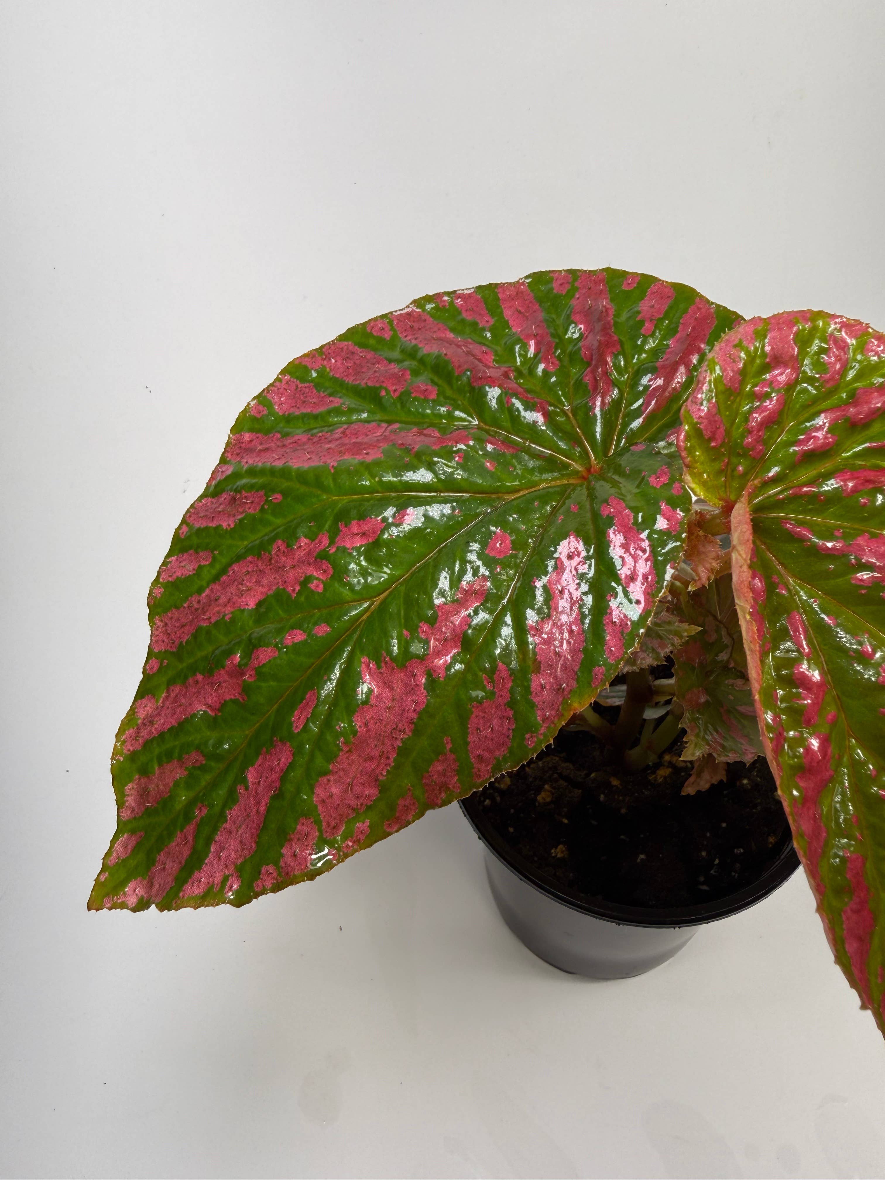 Begonia Brevifolia Exotica - 4" Pot