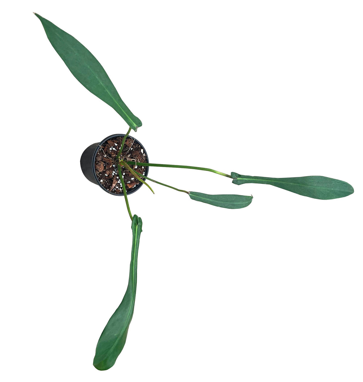 Philodendron Joepii 4 inch in Grower Pot