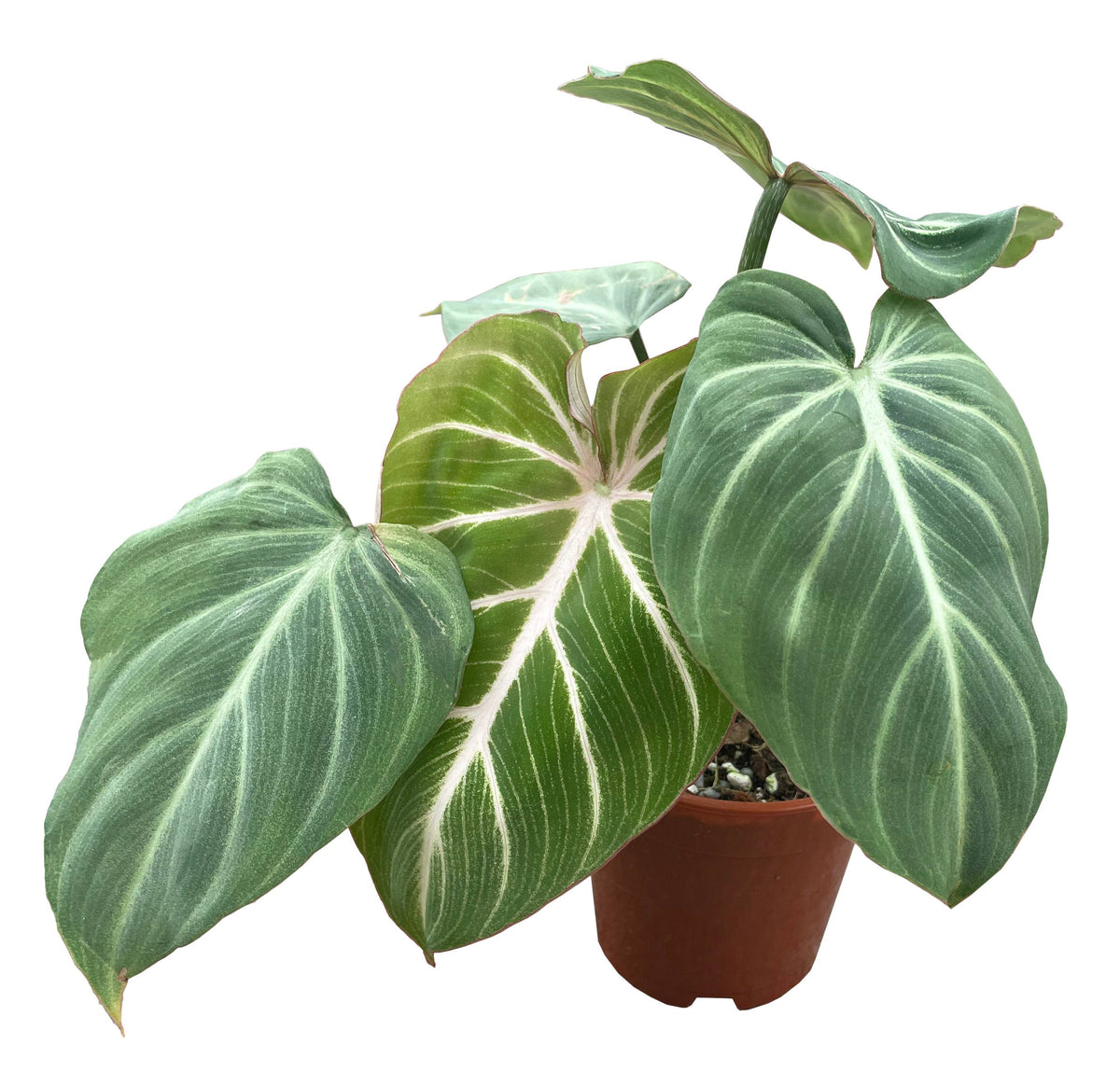 Philodendron Gloriosum 4 inch in Grower Pot