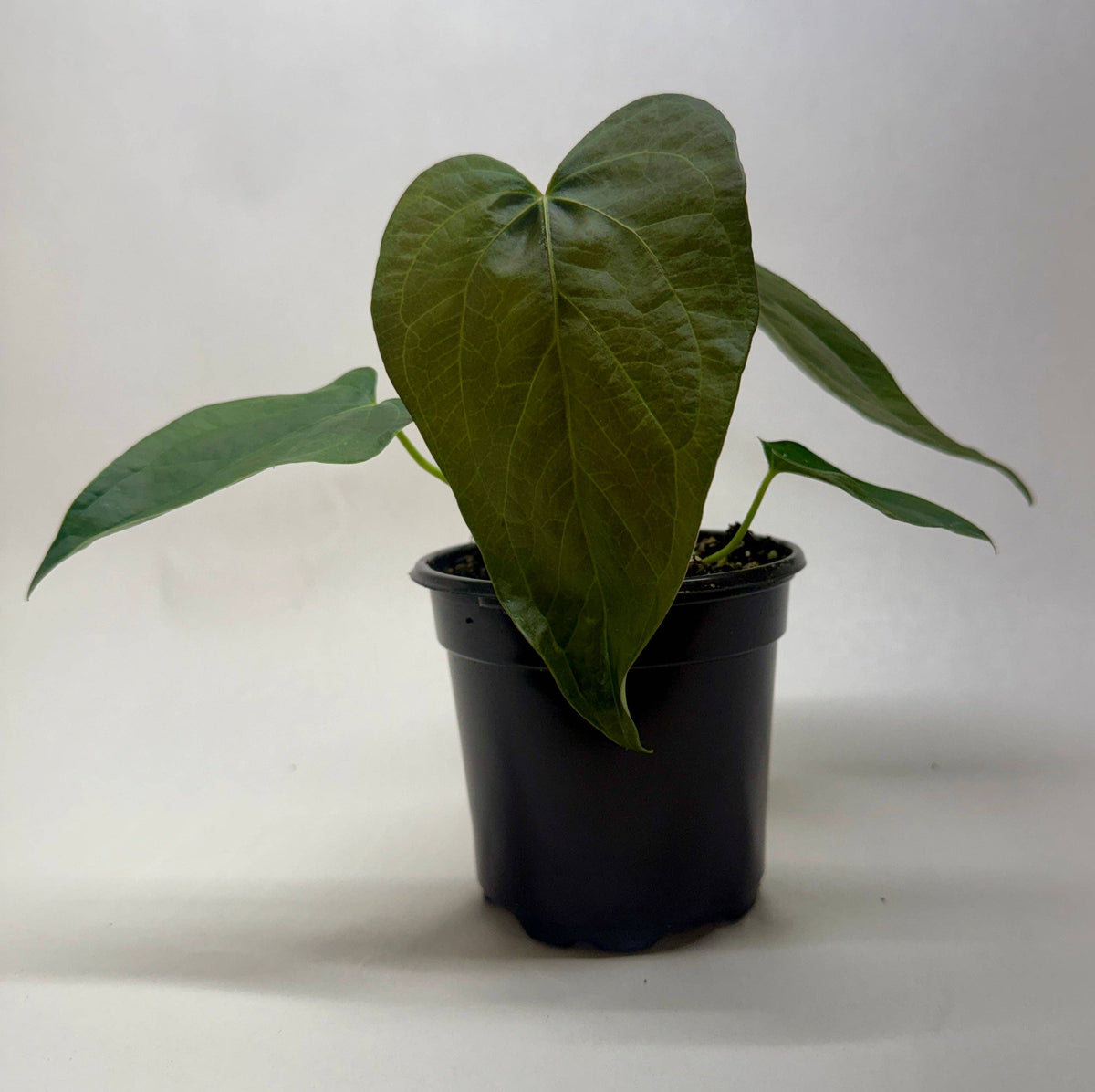 Anthurium 'Queen of Hearts' - 4" Pot
