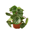 PEPEROMIA WATERMELON 4-inch