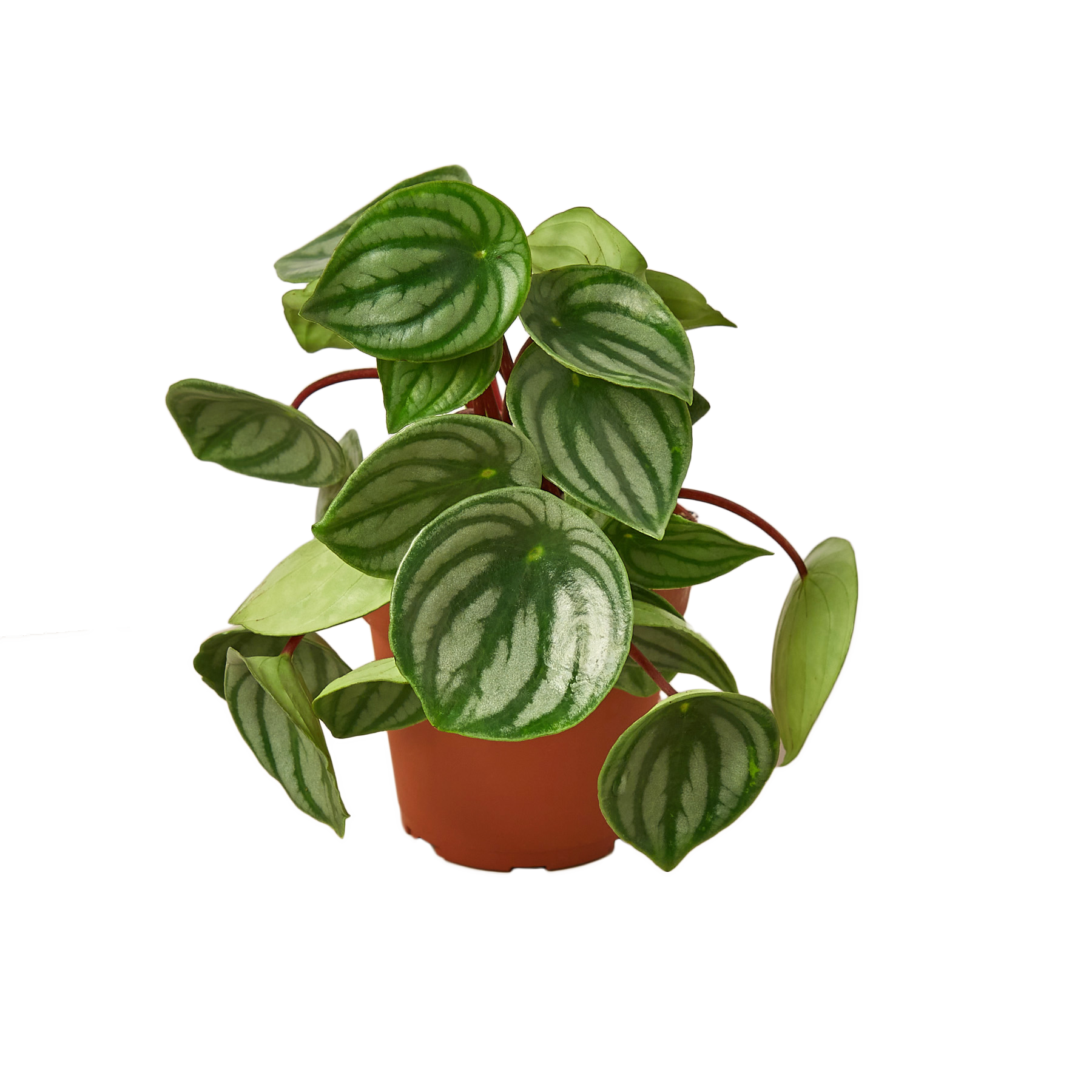 PEPEROMIA WATERMELON 4-inch