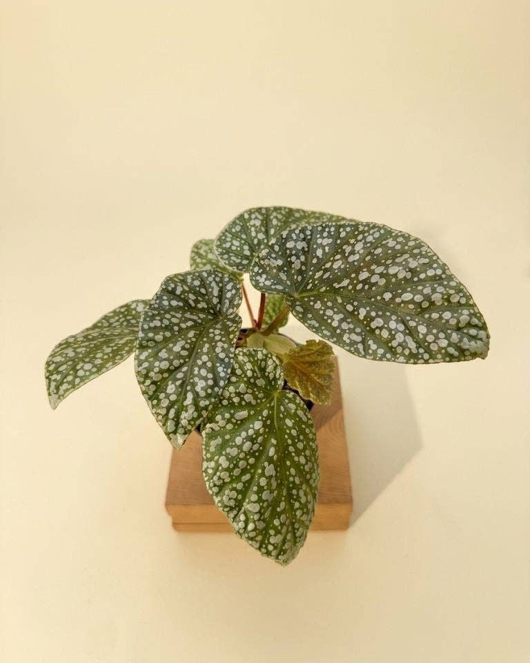 4" Begonia 'Snow Capped'