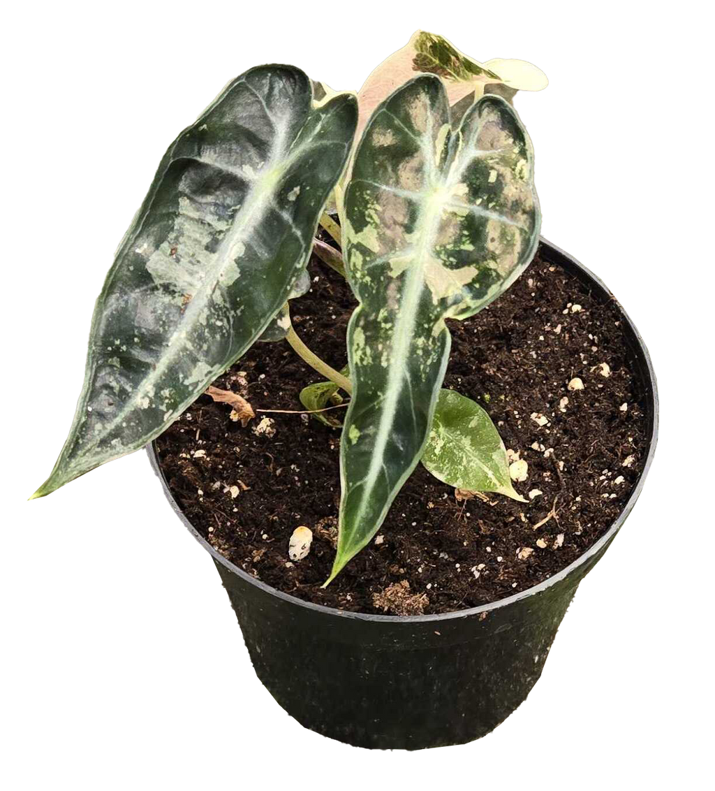Alocasia Bambino Variegated 4 inch Grower Pot
