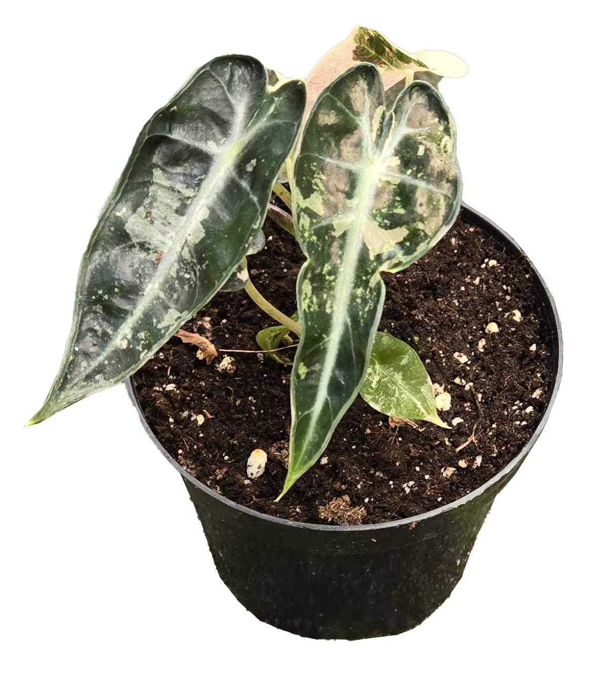 Alocasia Bambino Variegated 4 inch Grower Pot