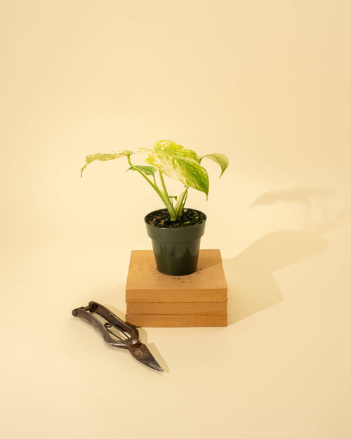 4" Monstera 'Mint'
