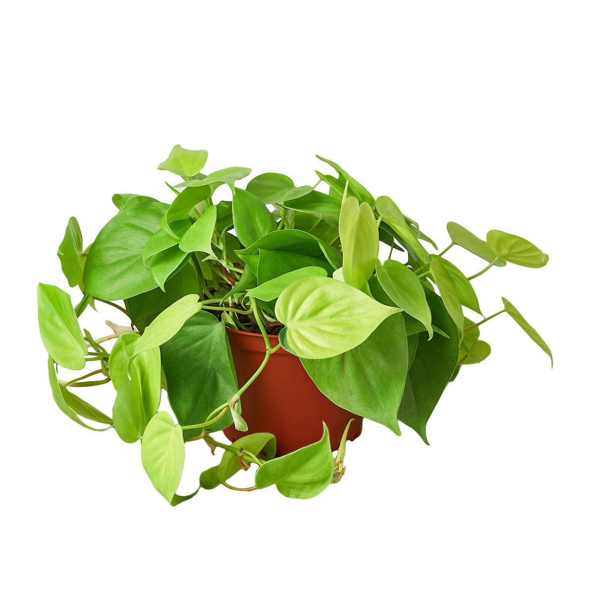 PHILODENDRON NEON 6-inch