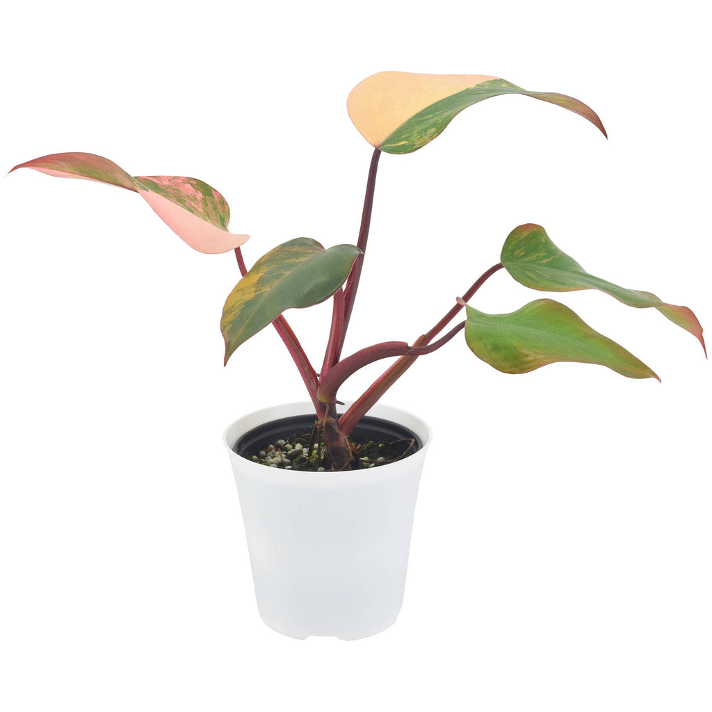 Philodendron Strawberry Shake 4 inch in Grower Pot