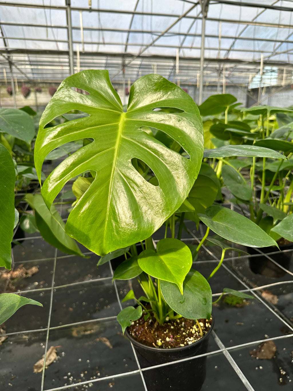 MONSTERA Deliciosa Live Plant 6in